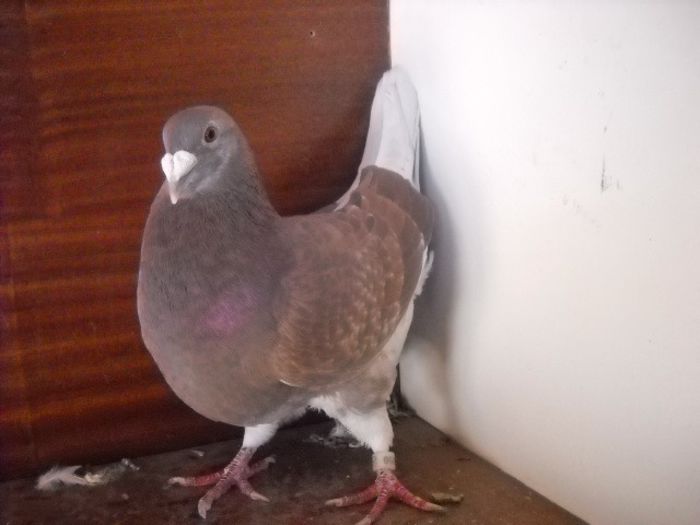 Picture 1526 - Porumbei standard pt 2013 Vanduti