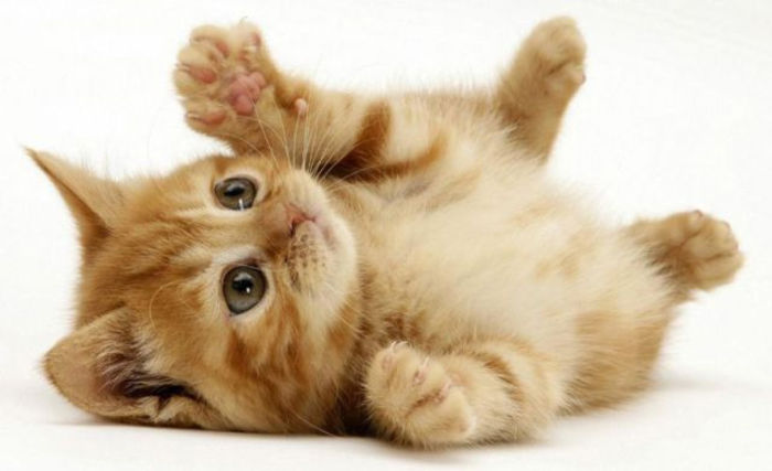 1287504568_animale-haioase014[1]; miau miau
