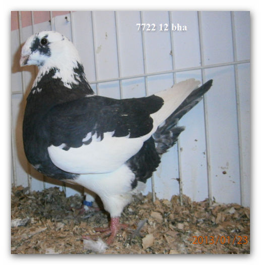 FEM  7722 RACINGNICK 2012