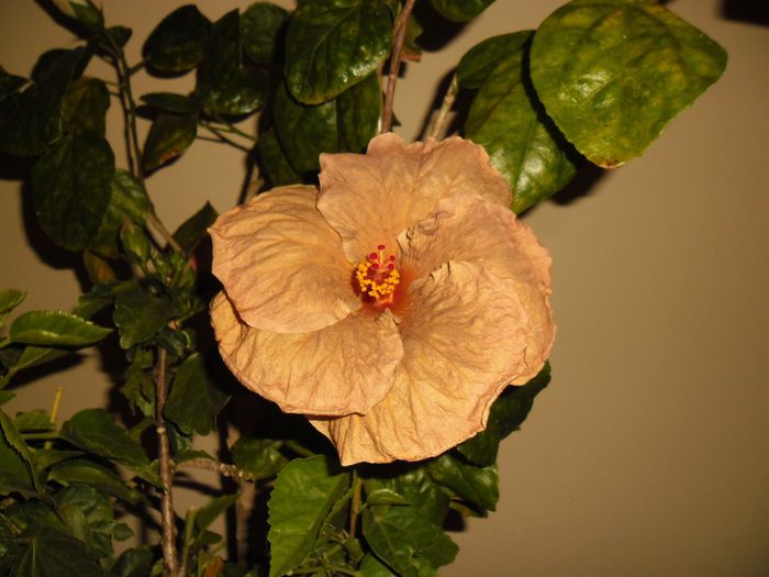 Topaz Glory - Hibiscus 2013-3