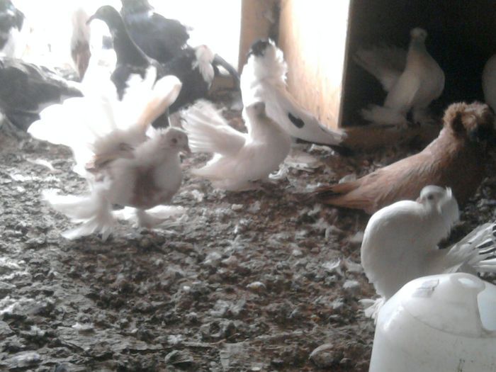 Photo0363 - aa poze noi 2013