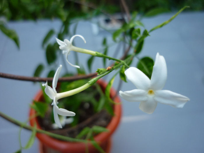 P1040939 - Jasminum azoricum