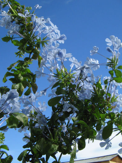 18.09.2013 - plumbago 2013