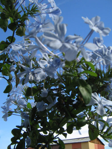 IMG_9453 - plumbago 2013