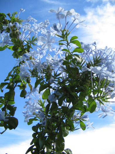 IMG_9456 - plumbago 2013