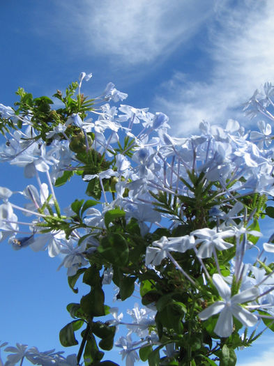 IMG_9463 - plumbago 2013