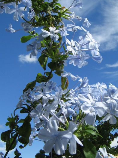 IMG_9465 - plumbago 2013