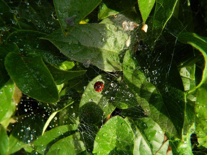 DSCN1686 - INSECTE IN MEDIUL NATURAL