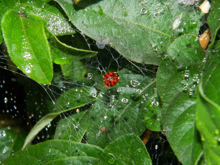 DSCN1687 - INSECTE IN MEDIUL NATURAL