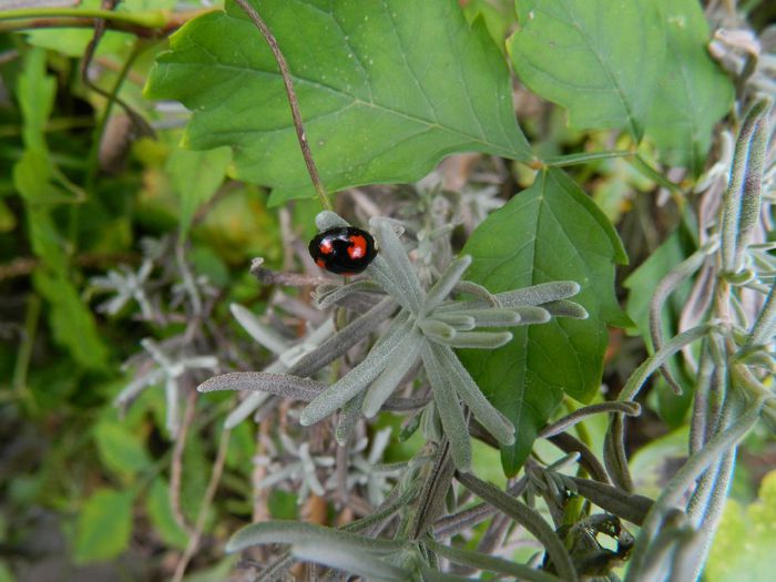 DSCN1692 - INSECTE IN MEDIUL NATURAL