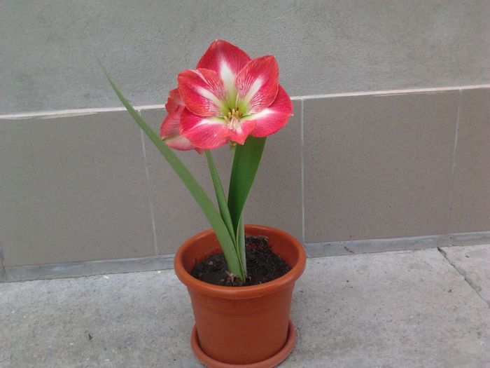 Amaryllis a