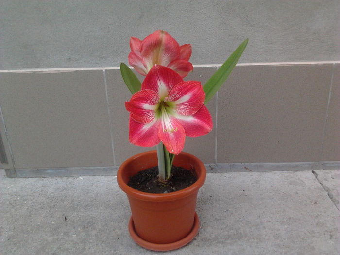 Amaryllis b