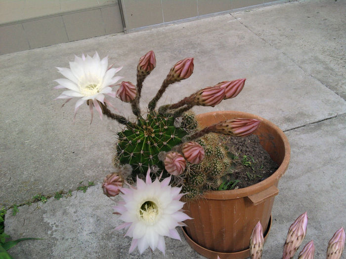 Cactus1 - Cactusi