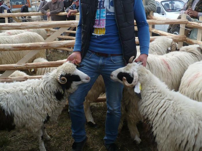 radu 012