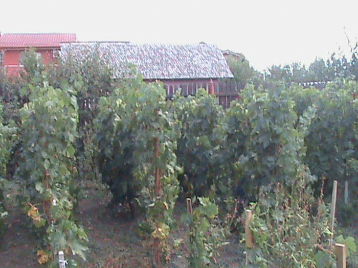 025 - gradina septembrie 2013