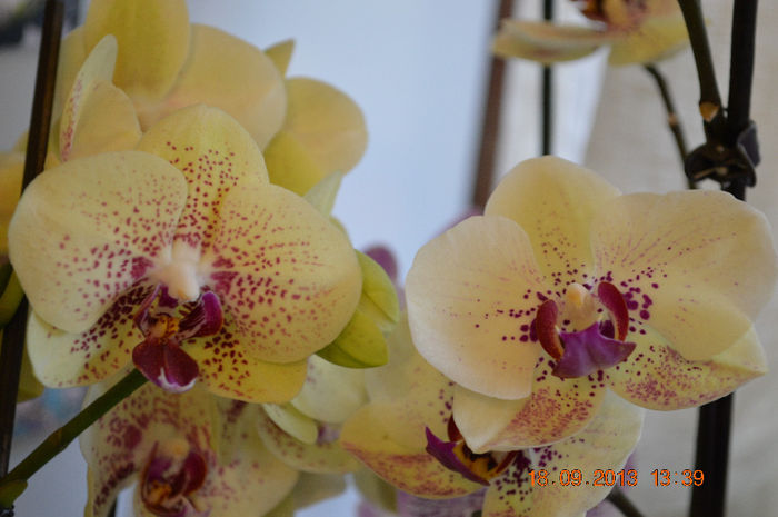 DSC_0001 (2)
