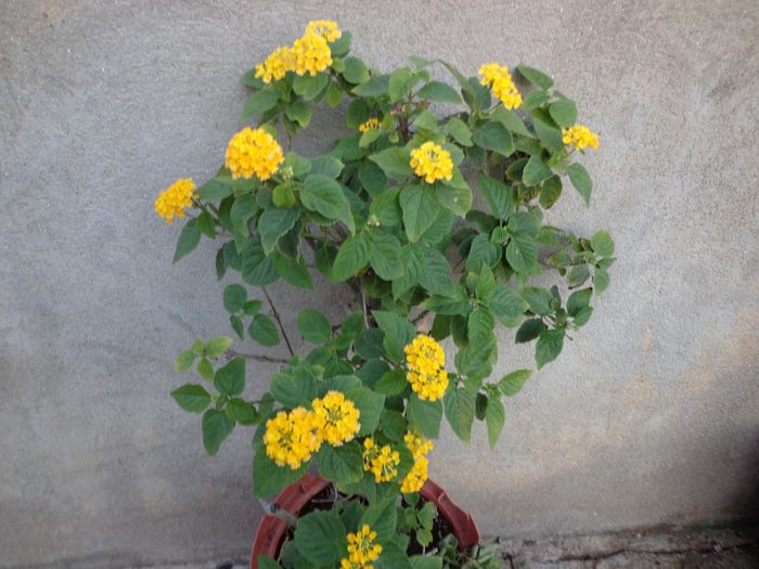 023 - Lantana