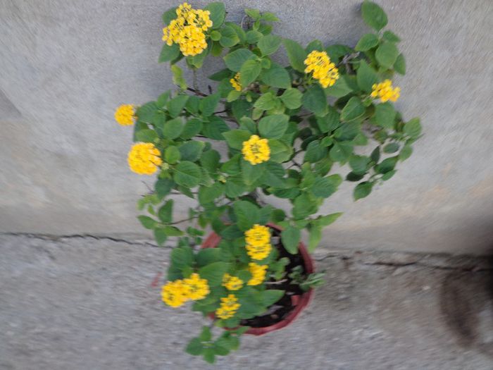 032 - Lantana