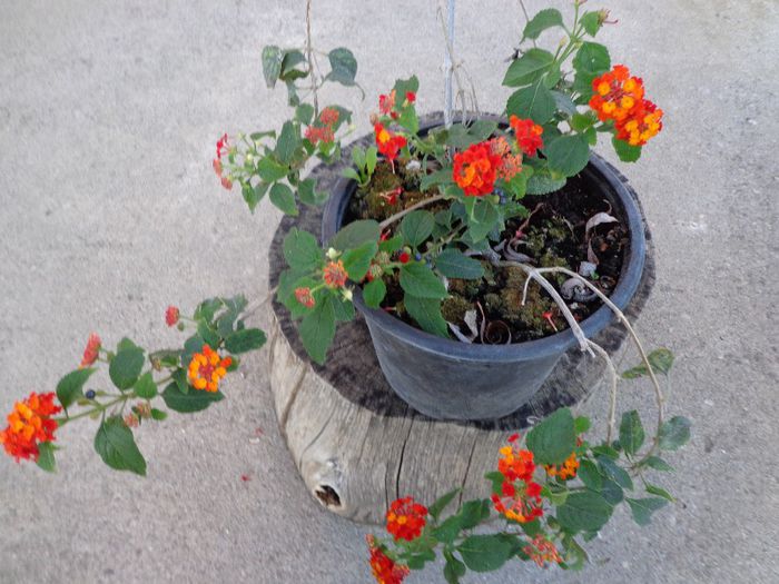 041 - Lantana