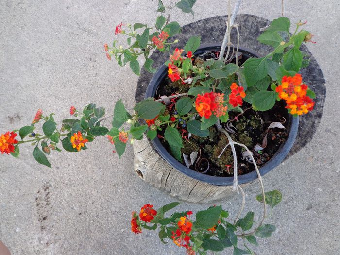 042 - Lantana