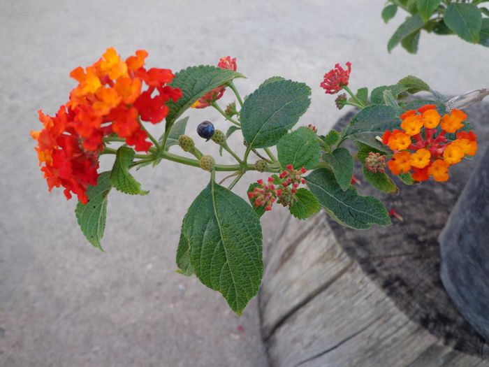 039 - Lantana