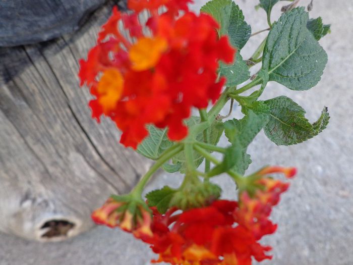 044 - Lantana