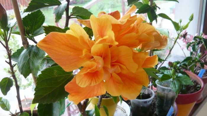 Picture 2280 - x 2013 hibiscus rosa sinesis 2