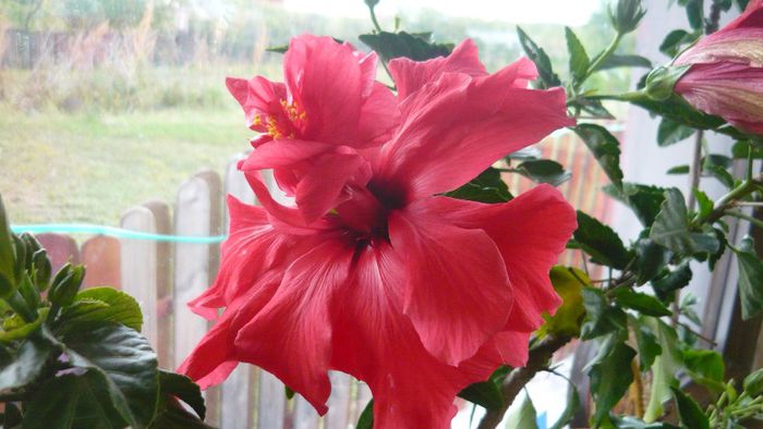 Picture 2286 - x 2013 hibiscus rosa sinesis 2