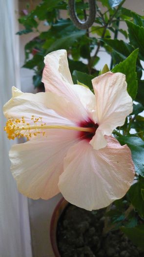 Picture 2288 - x 2013 hibiscus rosa sinesis 2