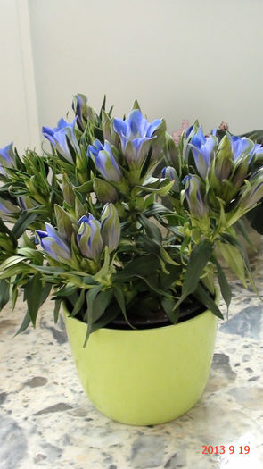 Gentiana; Gentiana
