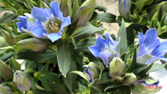 Gentiana