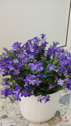 Campanula