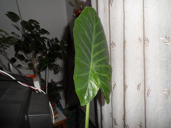 Colocasia - Colocasia