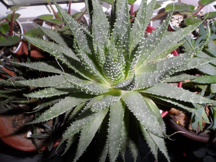 Aloe aristata - Anthurium si suculente