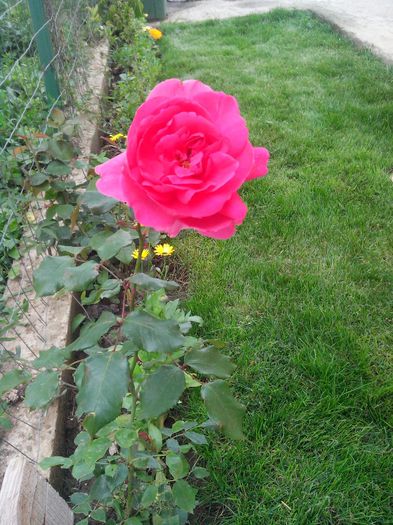 Trandafir catarator roz - Trandafiri 2013