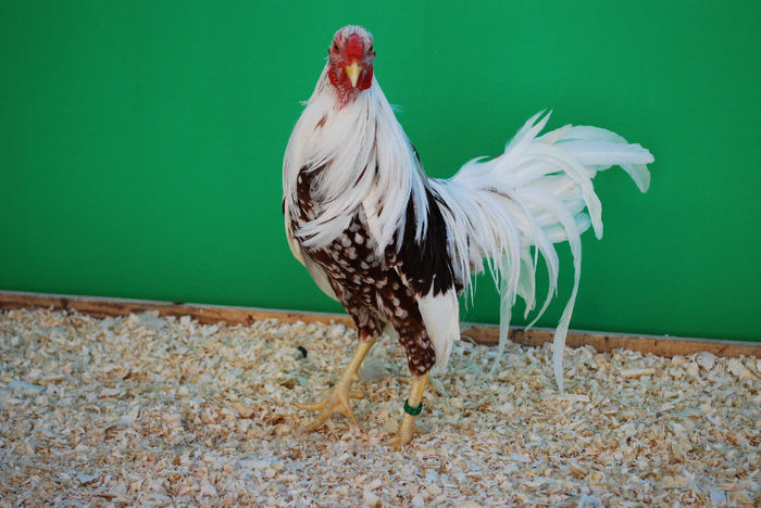 pasari de rasa; Yokohama, septembrie 2013
