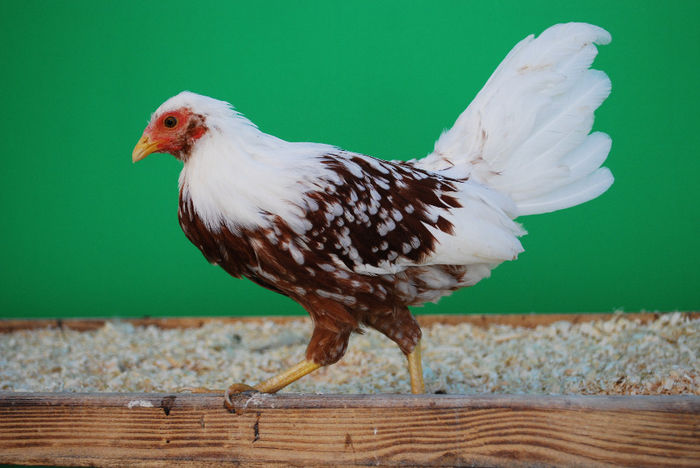 pasari de rasa; Yokohama, septembrie 2013
