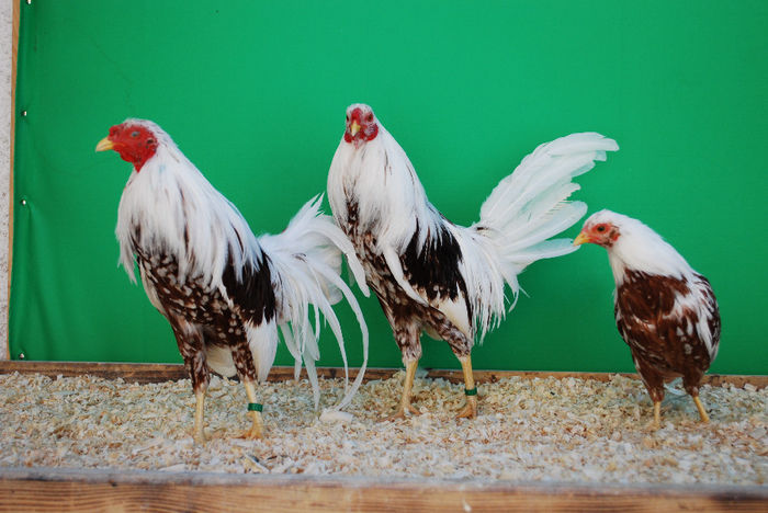 pasari de rasa; Yokohama, septembrie 2013
