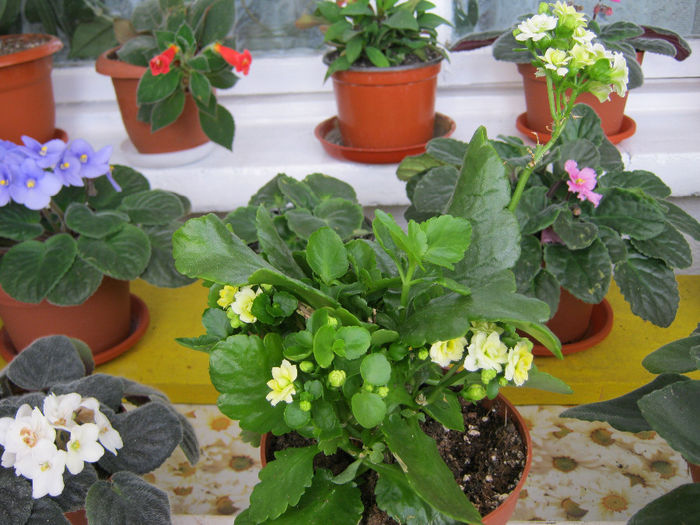 kalanchoe - Florile mele 1
