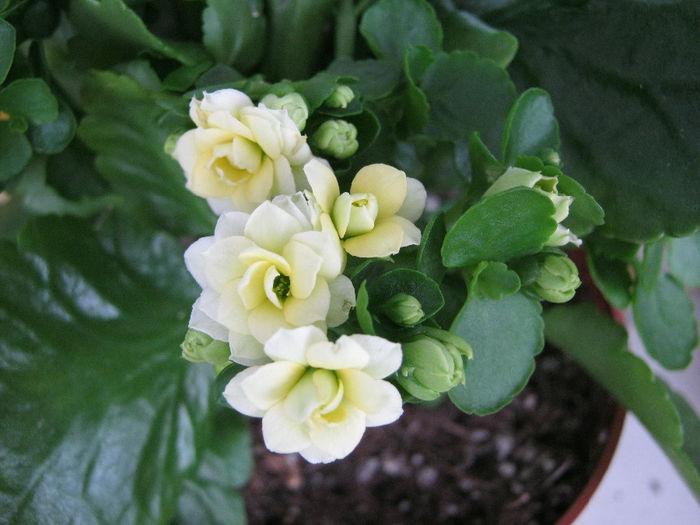 IMG_1338-1 - Florile mele 1