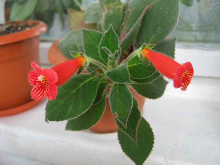 IMG_1346-1 - Florile mele 1