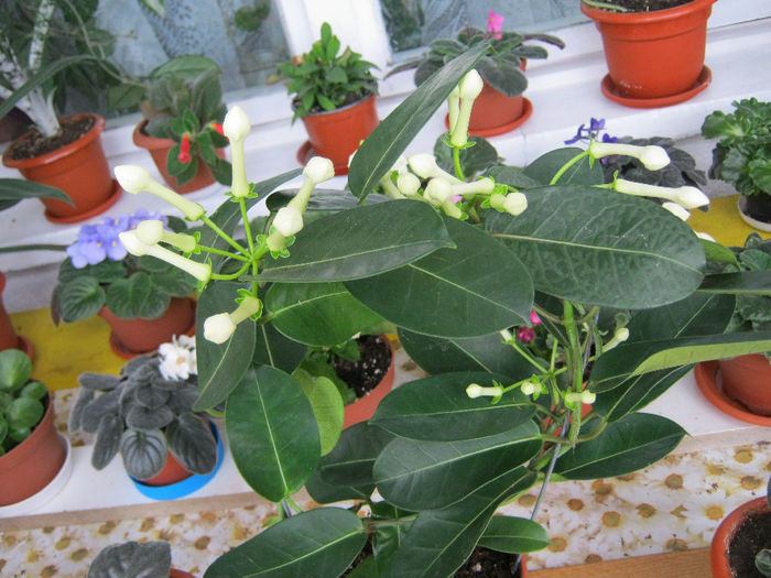 IMG_1353-1 - Florile mele 1