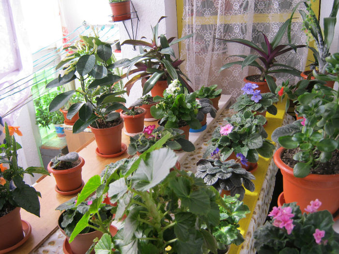 IMG_1354-1 - Florile mele 1