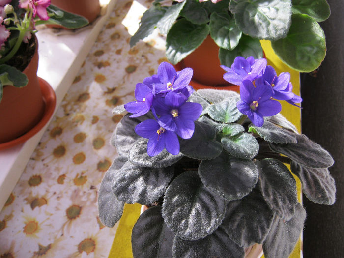 IMG_1355-1 - Florile mele 1