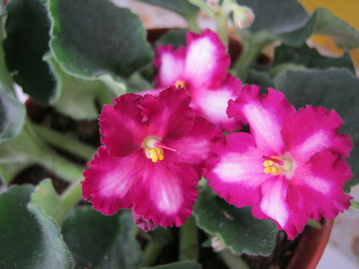 IMG_1356-1 - Florile mele 1