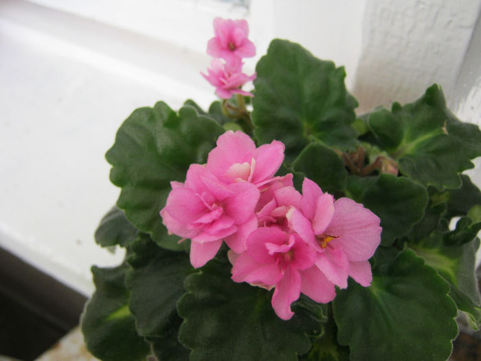 IMG_1360-1 - Florile mele 1