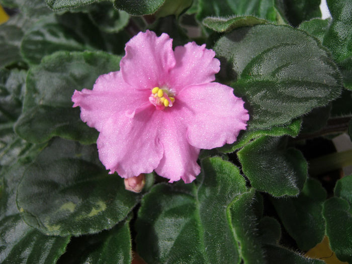 IMG_1361-1 - Florile mele 1