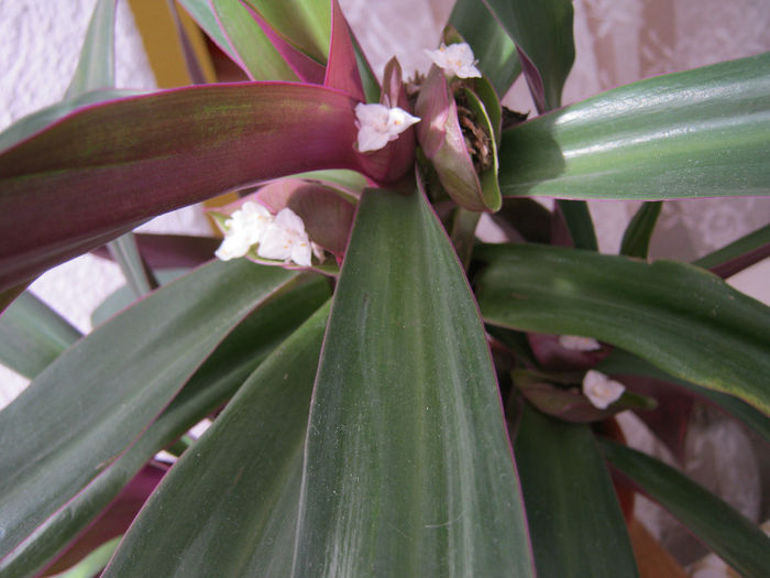 Rhoeo - Florile mele 1