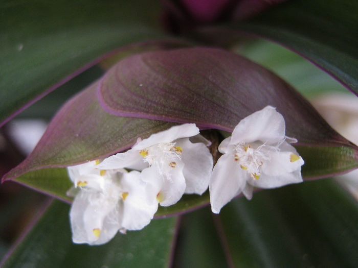 IMG_1379 - Florile mele 1