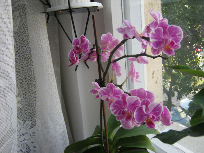 IMG_1387 - Florile mele 1